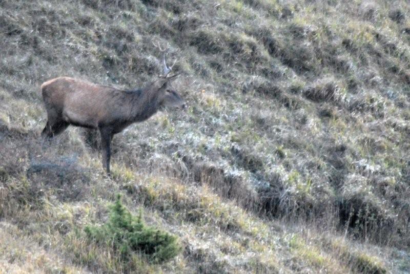 PASSIONE PER IL CERVO
